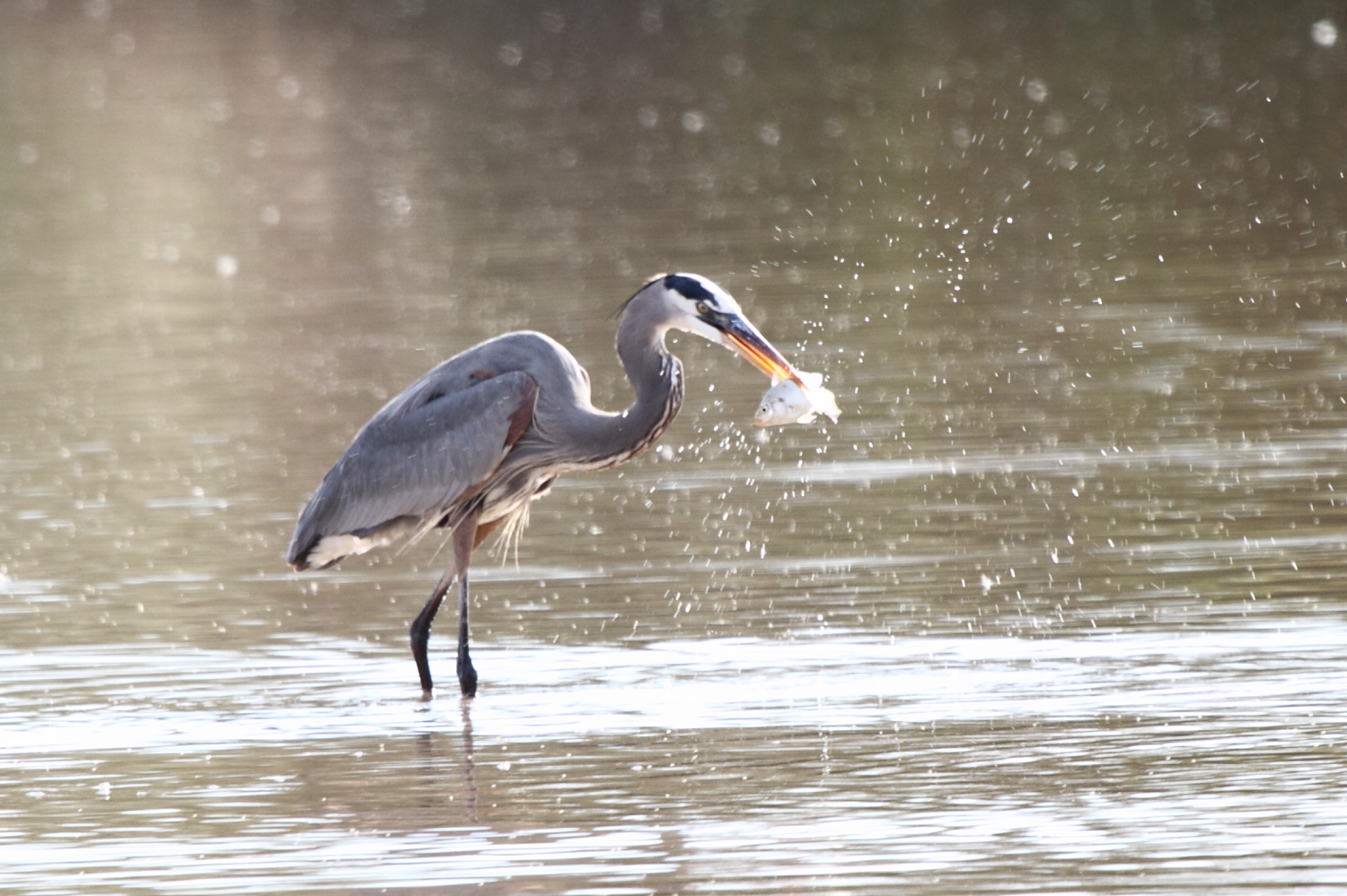 Blue Heron