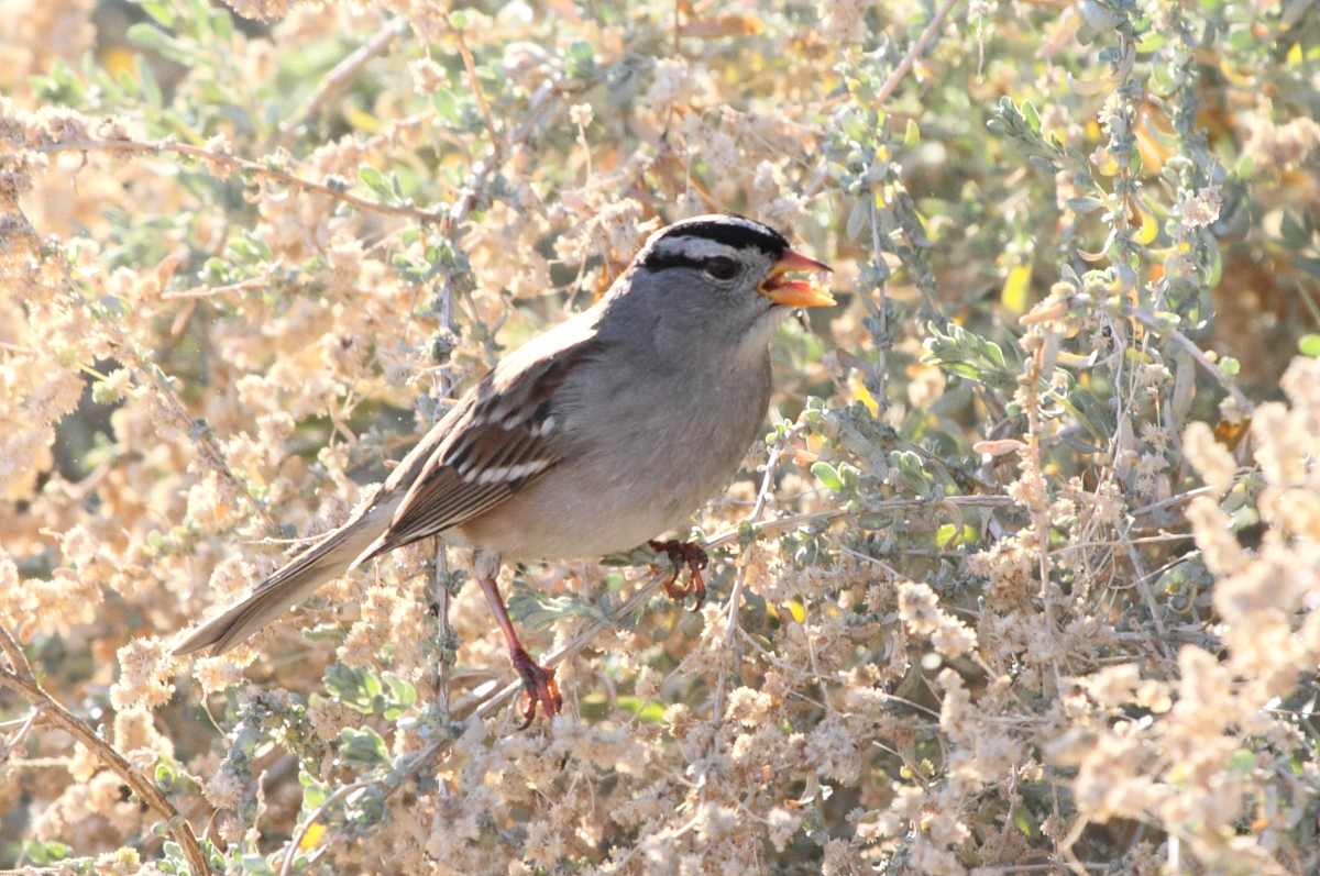 White-crowned Sparrow