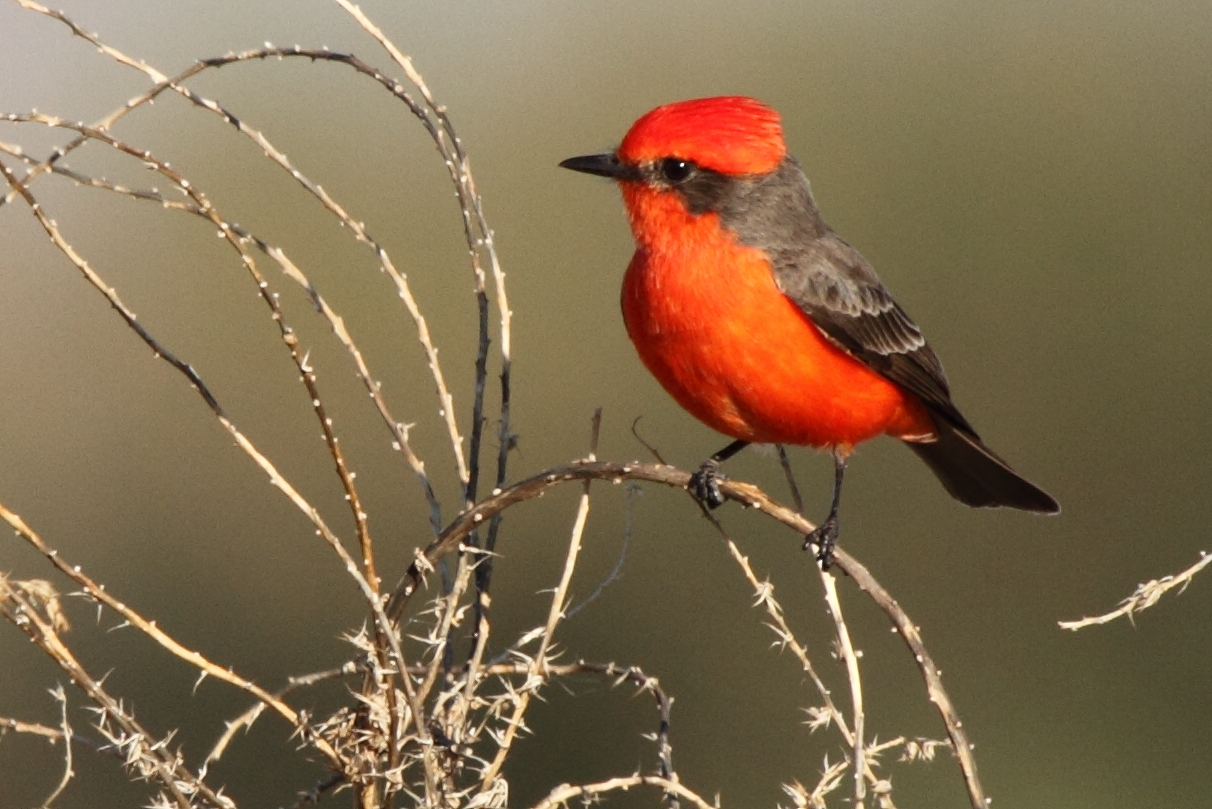 Vermilion Flycatcher