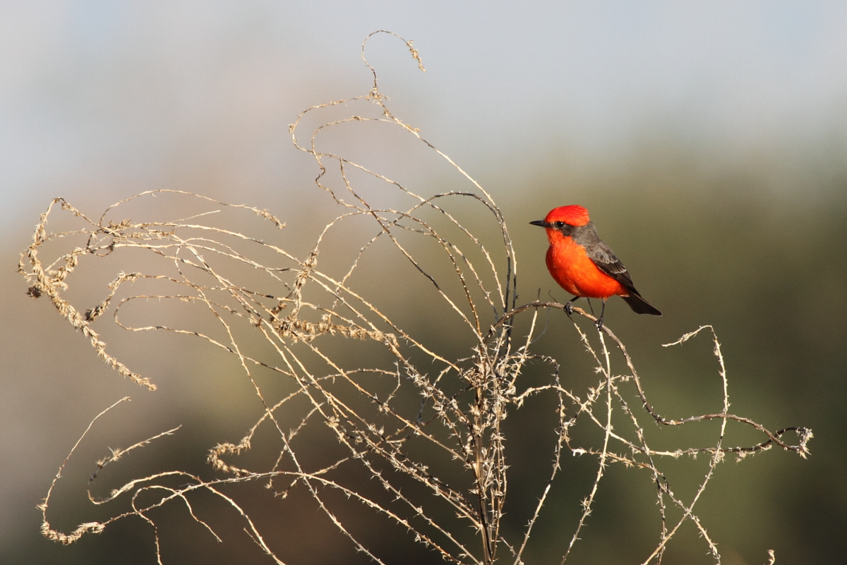 Vermilion Flycatcher