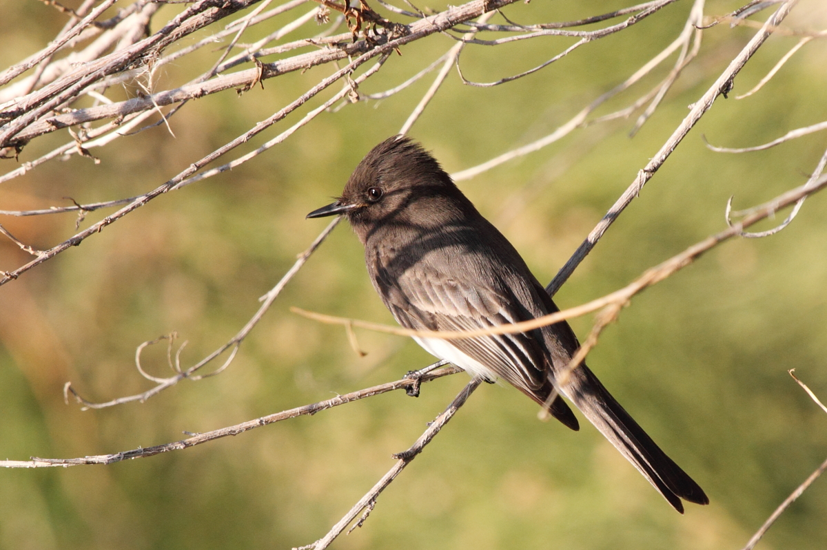 Black Phoebe