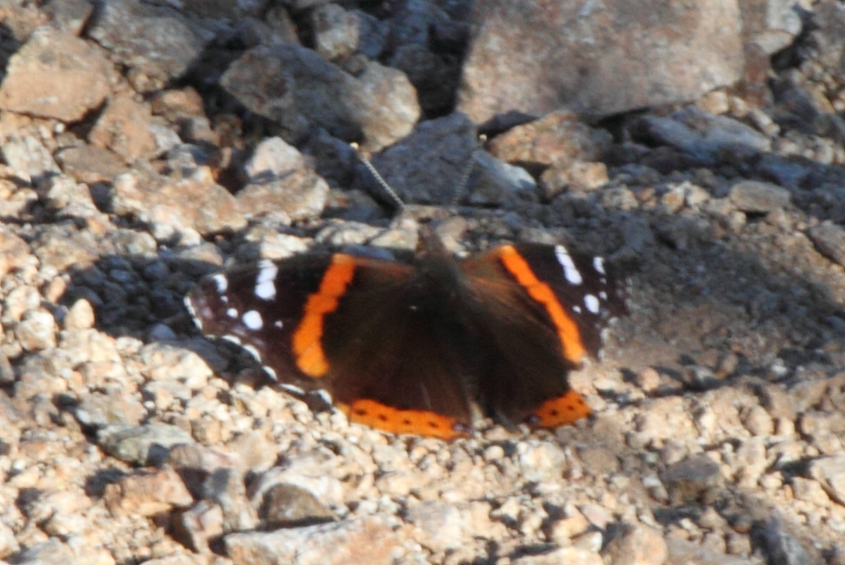 Red Admiral