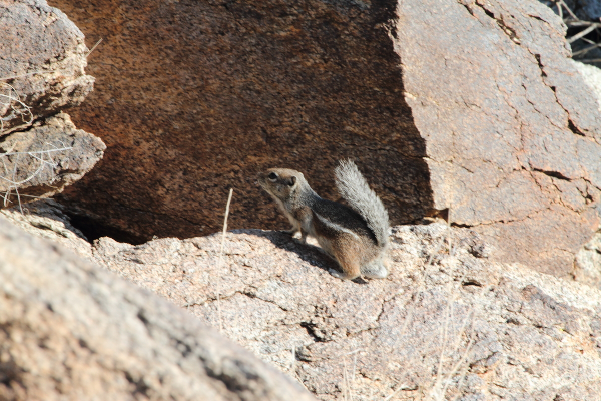 img_2083_whitetailedantelopesquirrel