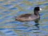 American Coot