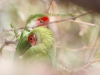 Peach-faced Lovebird