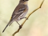 Yellow-rumped Warbler