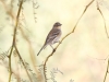 Yellow-rumped Warbler