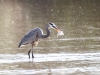 Blue Heron