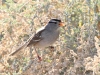 White-crowned Sparrow