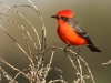 Vermilion Flycatcher