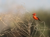 Vermilion Flycatcher