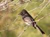 Black Phoebe