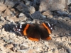 Red Admiral