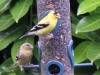 American Goldfinch