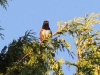 Spotted towhee