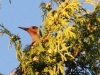 Northern flicker