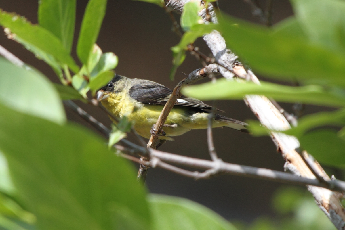 Lesser Goldfinch