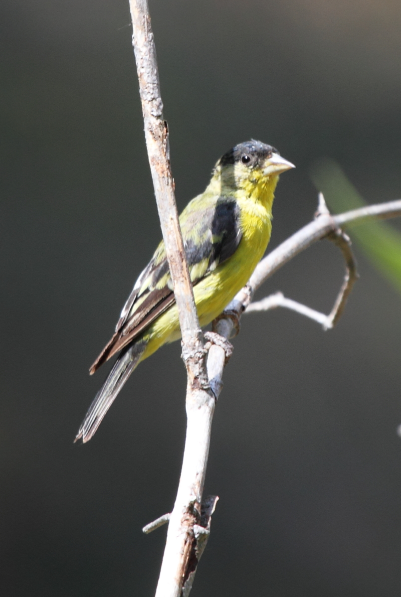 Lesser Goldfinch