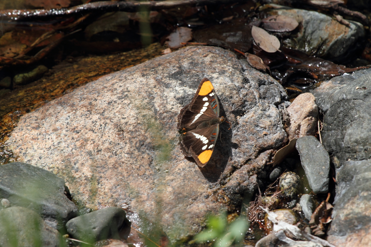 California Sisters Butterfly