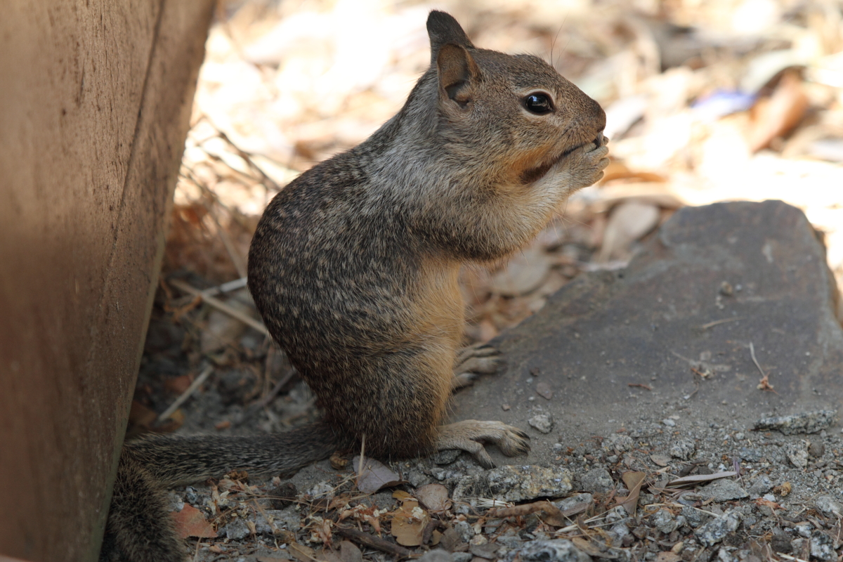 California ground squirrel