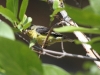 Lesser Goldfinch