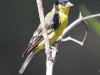 Lesser Goldfinch