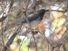 California Scrub Jay