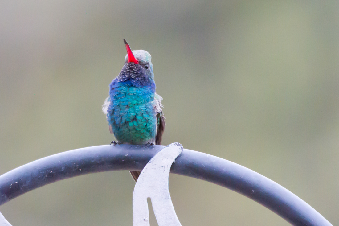 Broad-billed Hummingbird