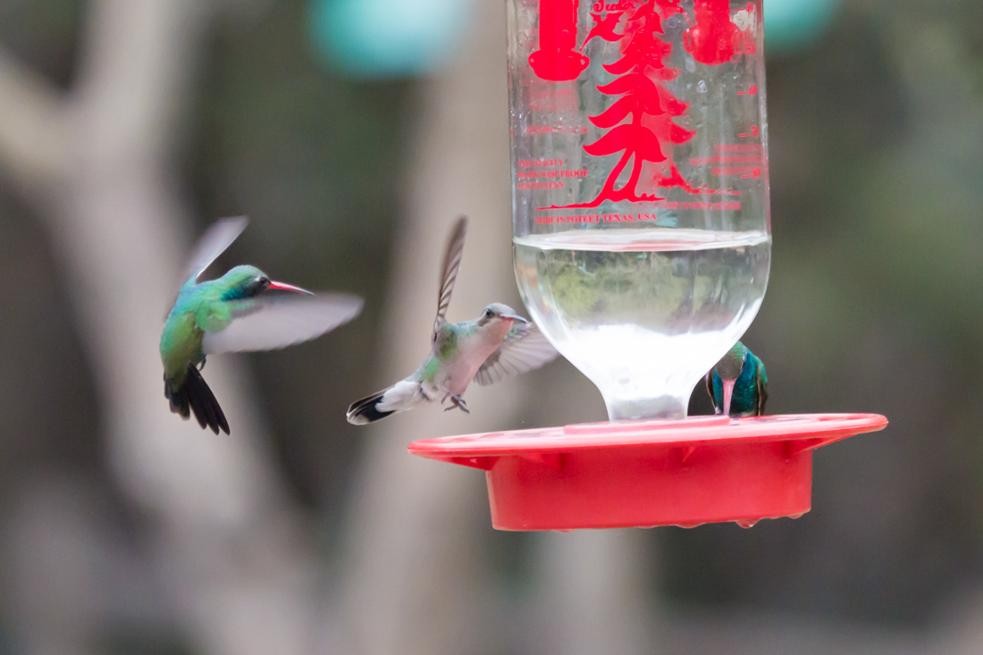 Broad-billed Hummingbird