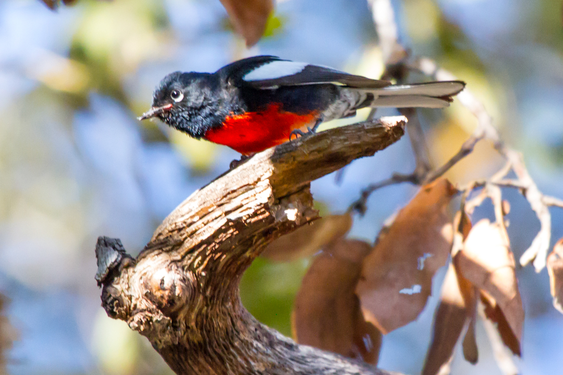 Painted Redstart