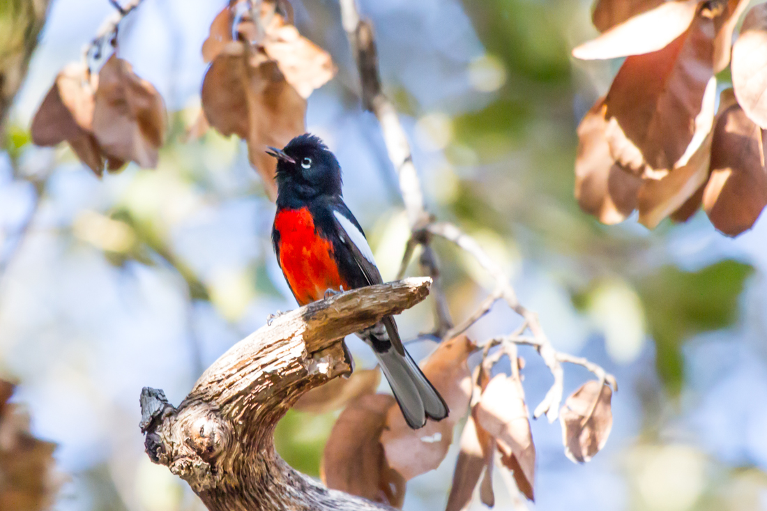 Painted Redstart