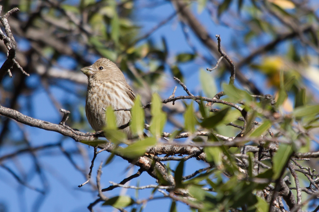 Female House Finch