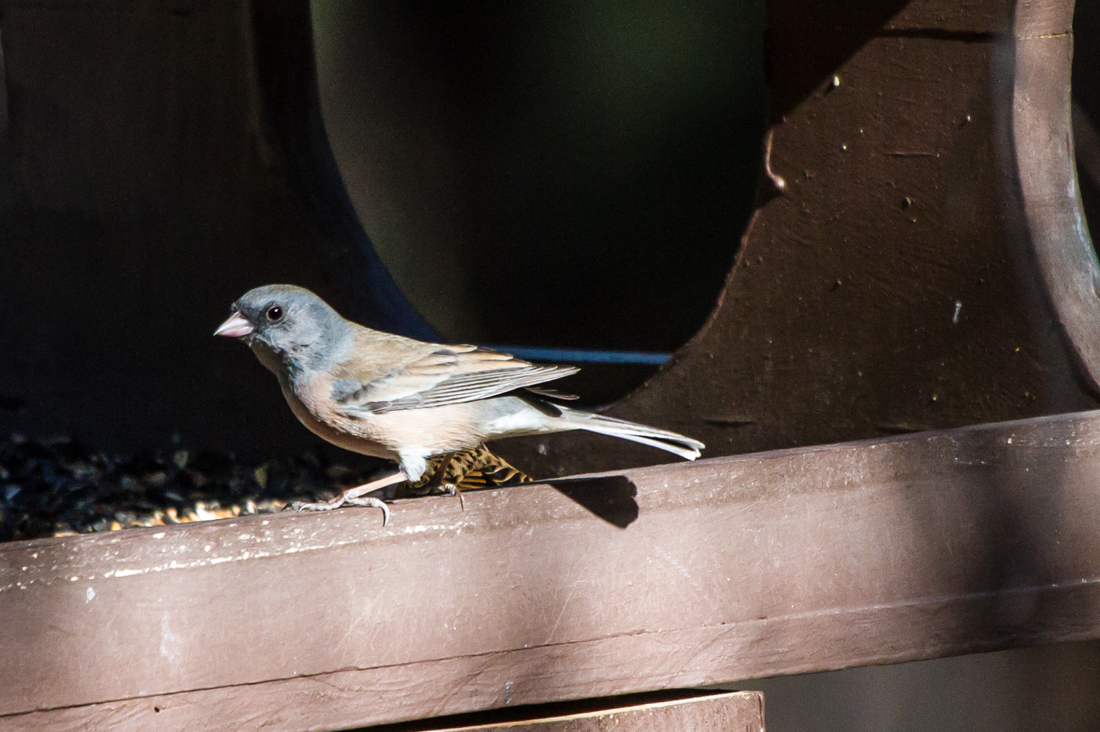 Dark-eyed Junco