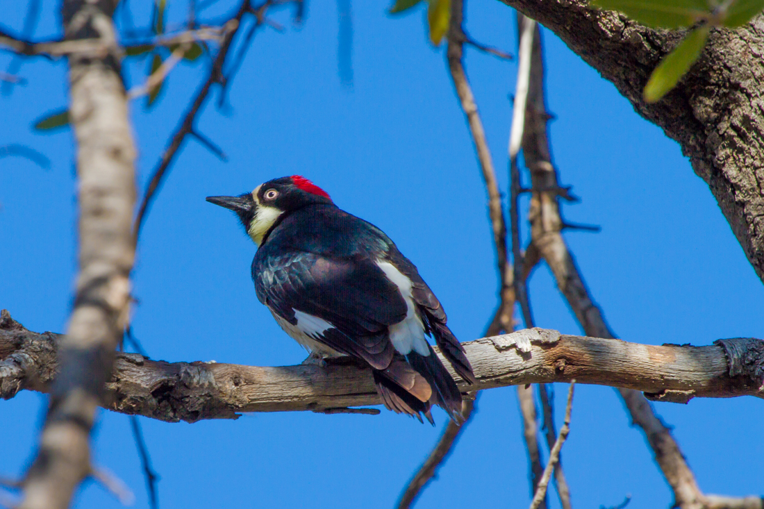 Acorn Woodpecker