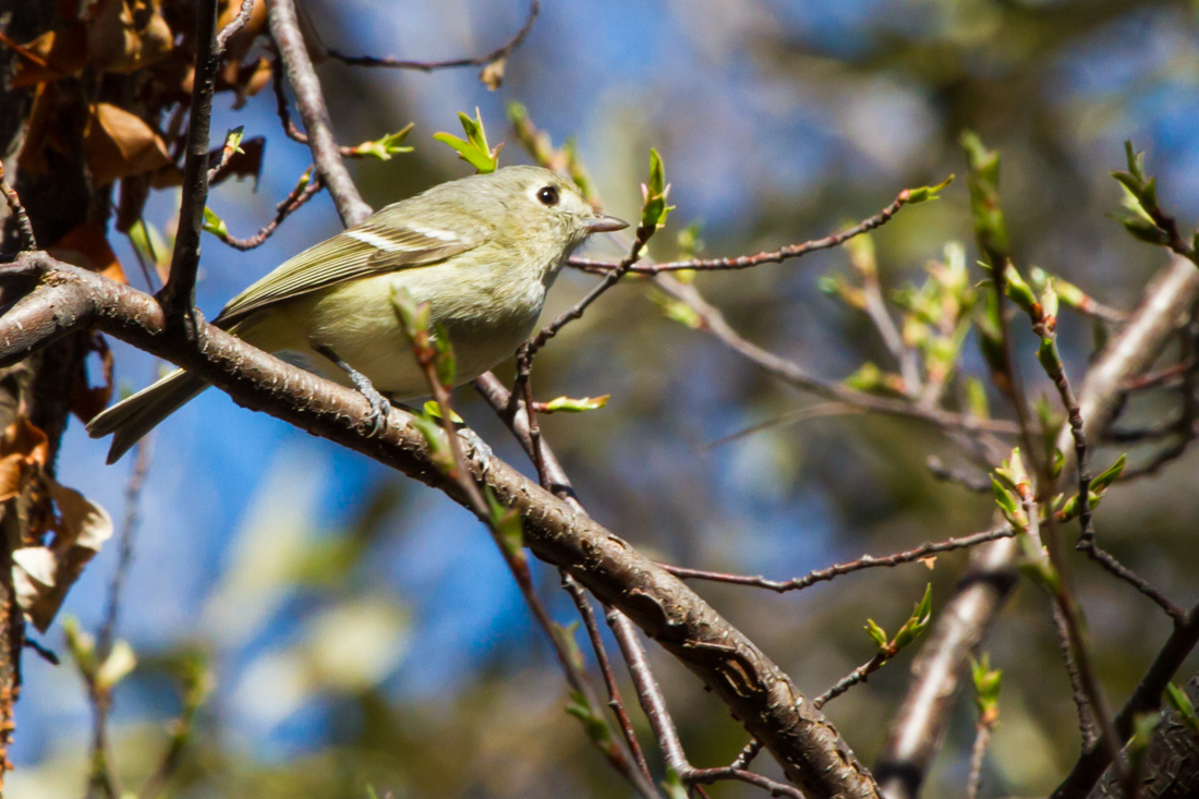 Hutton\'s Vireo