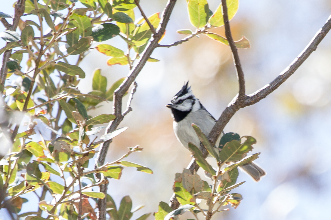 Bridled Titmouse