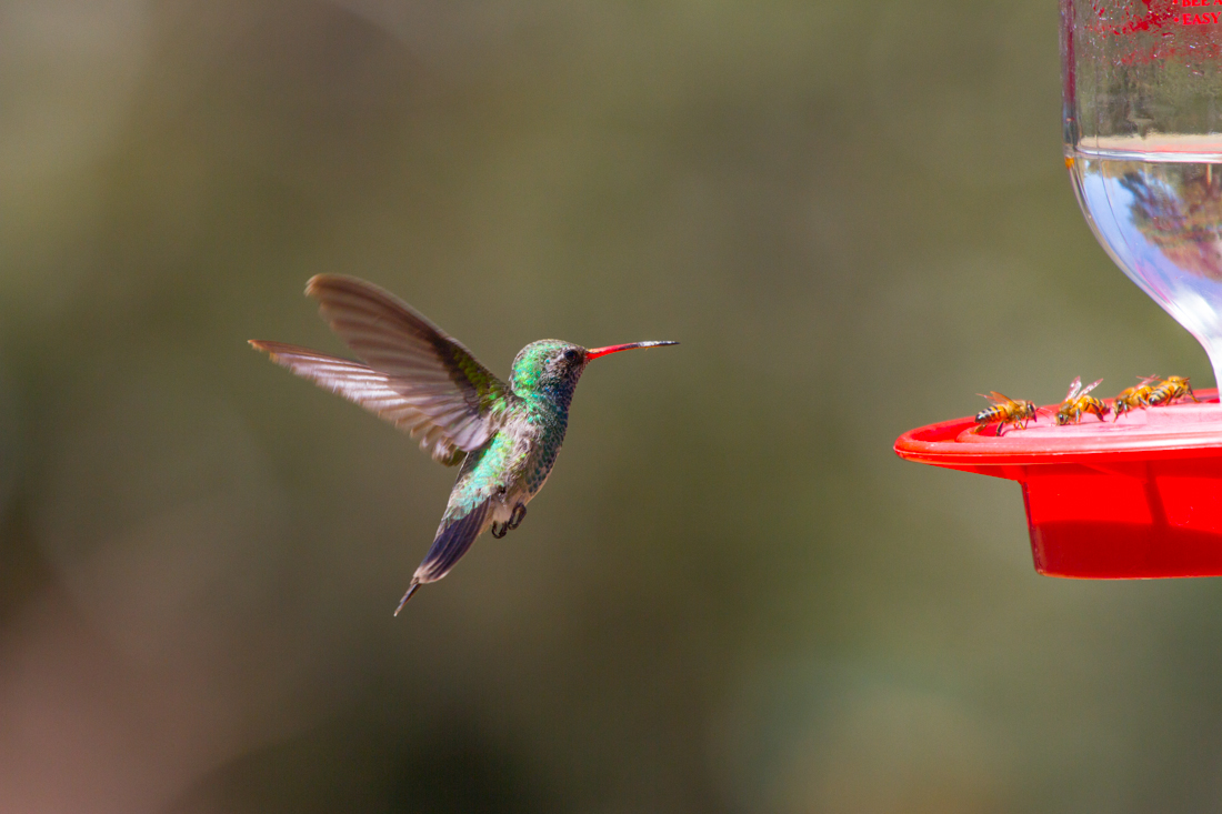 Broad-billed Hummingbird