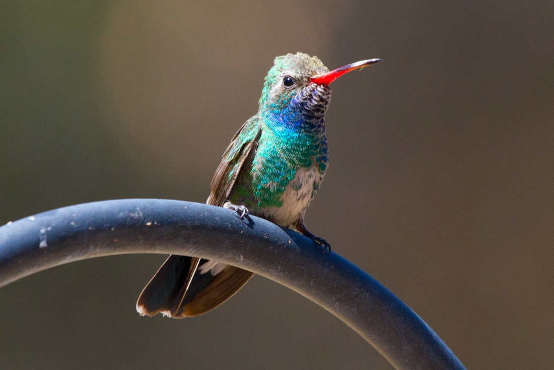 Broad-billed Hummingbird