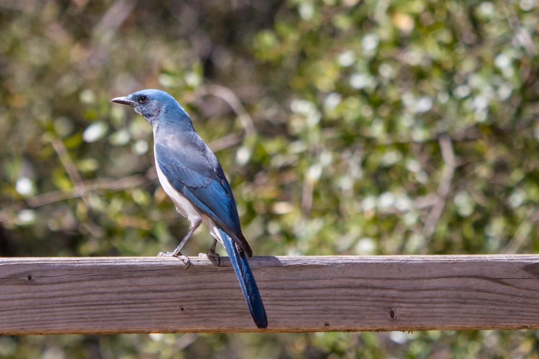 Mexican Jay