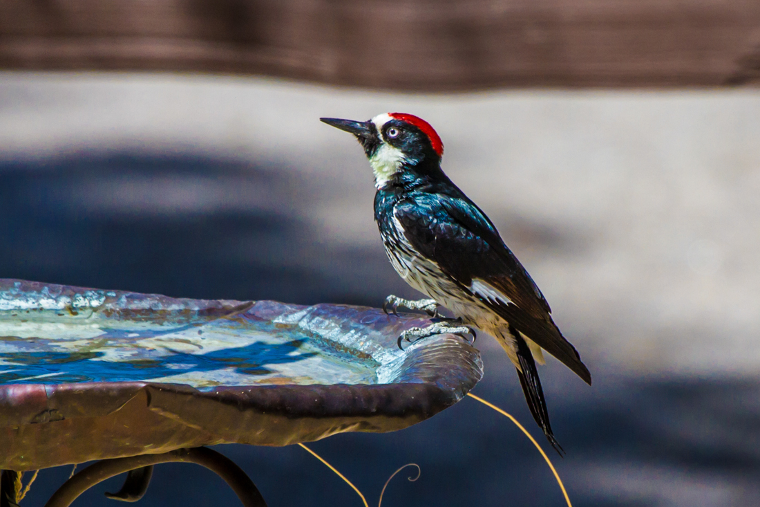 Acorn Woodpecker