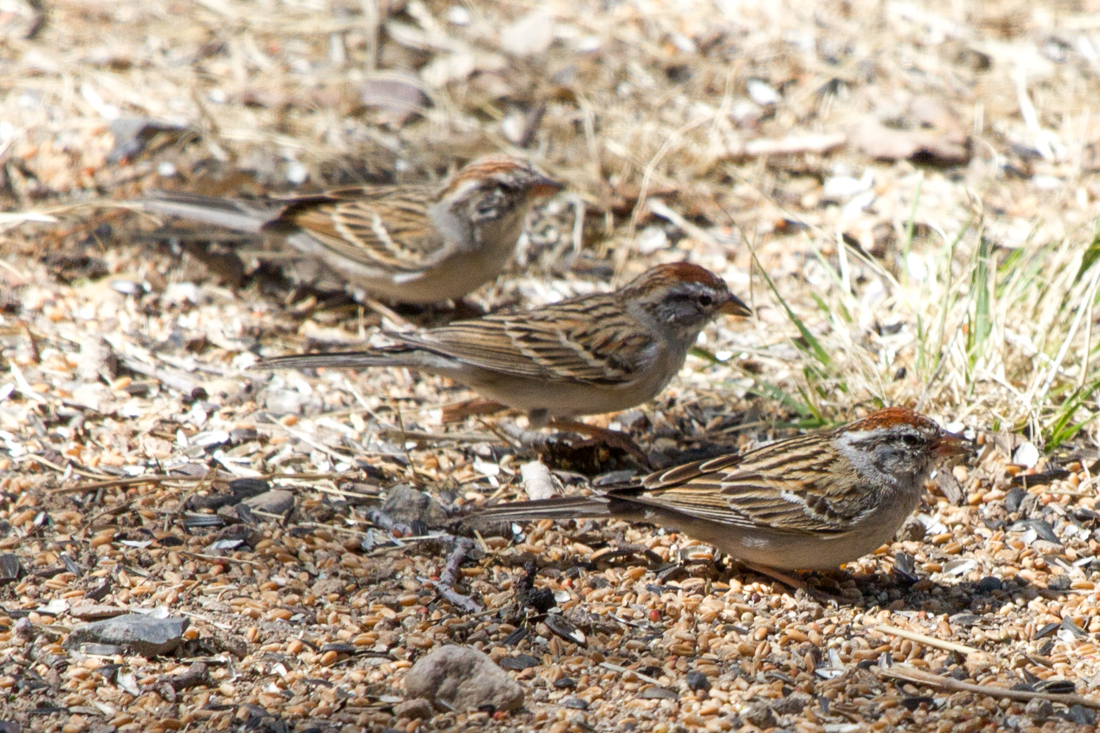 Chipping Sparrow