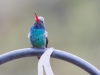 Broad-billed Hummingbird