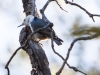 White-breasted Nuthatch