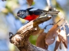 Painted Redstart