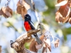 Painted Redstart