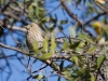 Female House Finch