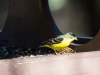 Lesser Goldfinch