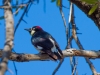 Acorn Woodpecker