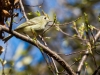 Hutton's Vireo