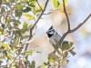 Bridled Titmouse